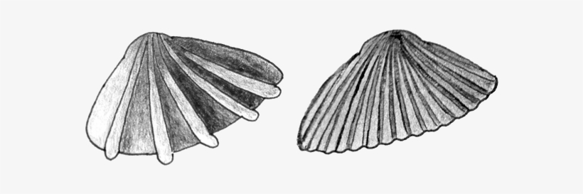 Clams 01 - Sketch, transparent png