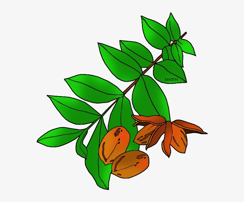 Free United States Clip Art By Phillip Martin, Texas - Pecan Tree Clip Art, transparent png