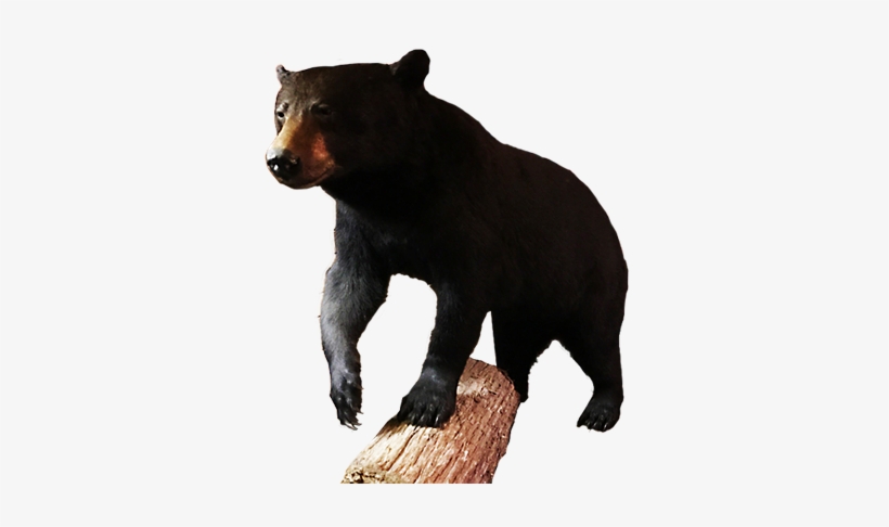 Black Bear - American Black Bear, transparent png