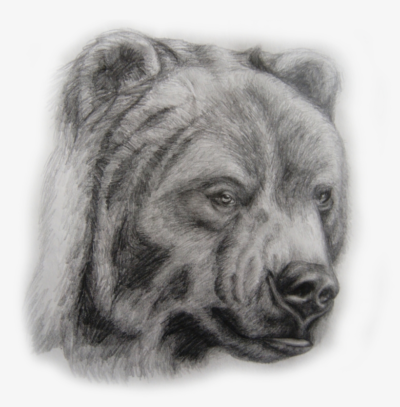 Roping A Grizzly - Drawing, transparent png