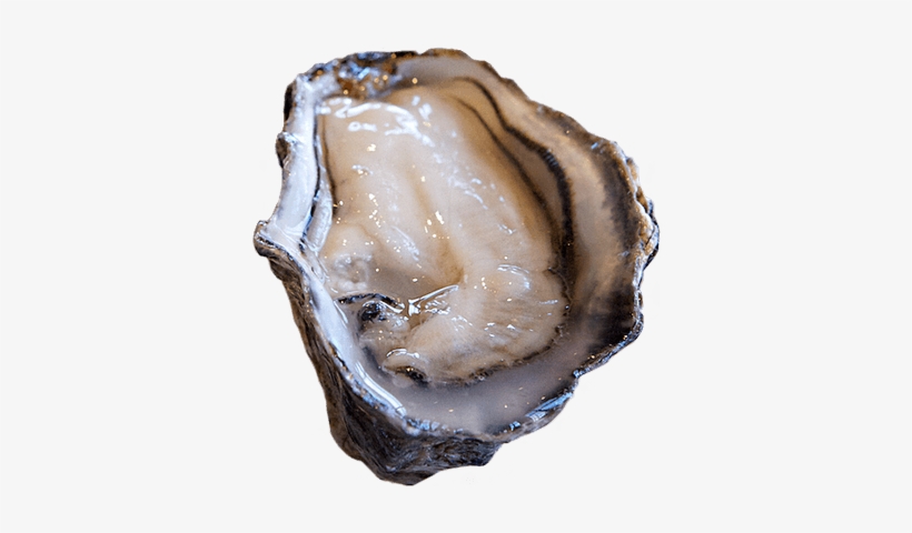 Pacific - Crassostrea Gigas Png, transparent png
