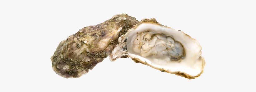 Clams Oysters - Shellfish Png, transparent png