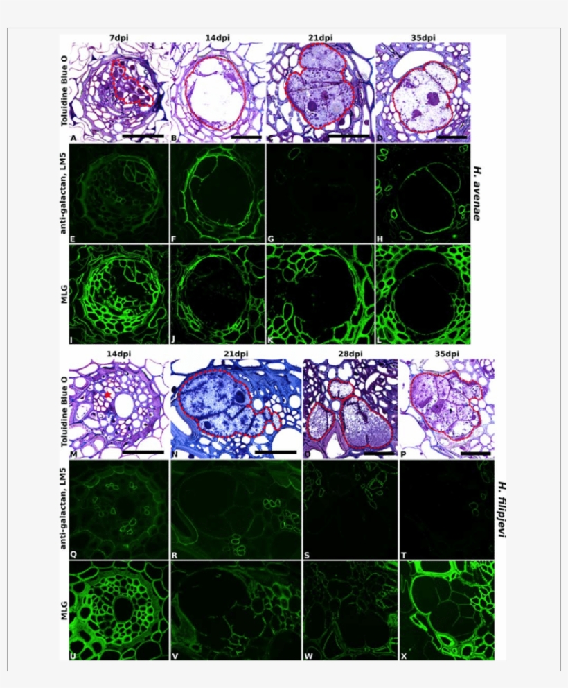 Immuno-fluorescence Imaging Of Galactan And Mlg In - Roots.cv, transparent png