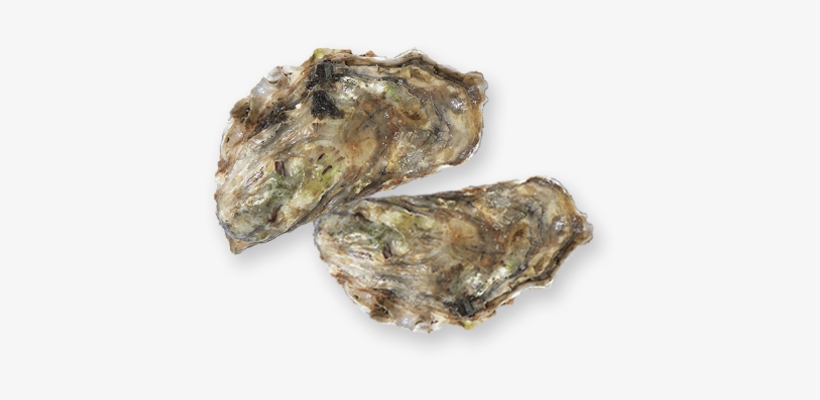 Oyster - Seafood, transparent png