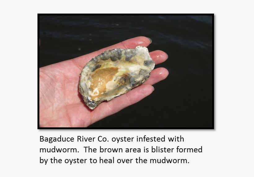 Sare Grant Fne09-663 Bagaduce River Co - Oyster Mud Worms, transparent png