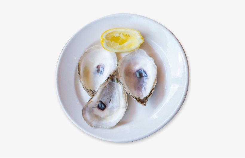 Fresh Oysters Daily - Tiostrea Chilensis, transparent png