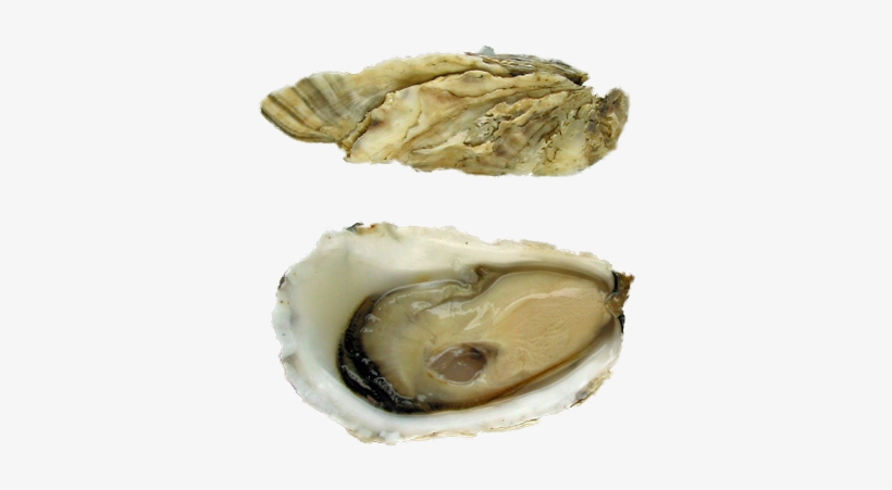 Capital Oysters - Tiostrea Chilensis, transparent png