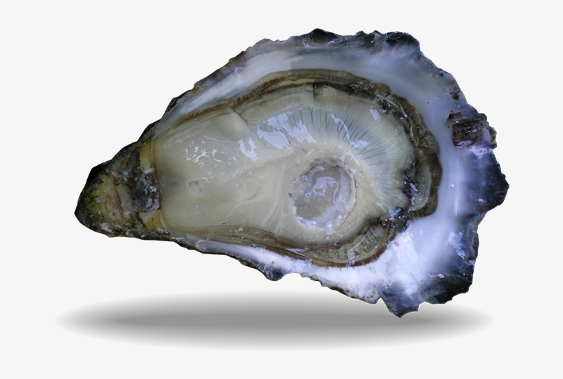 Oyster Lambert Special - Marennes, Charente-maritime, transparent png