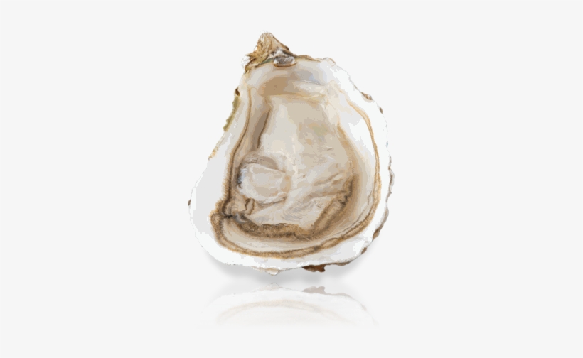 Marnostra Tradition - Tiostrea Chilensis, transparent png