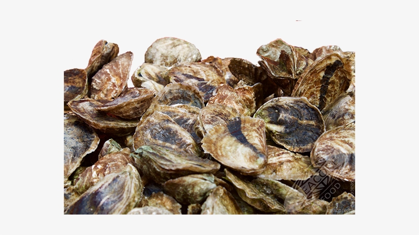 Hummock Island Oysters Crassostrea Virginica - Hummock Island Oysters, transparent png