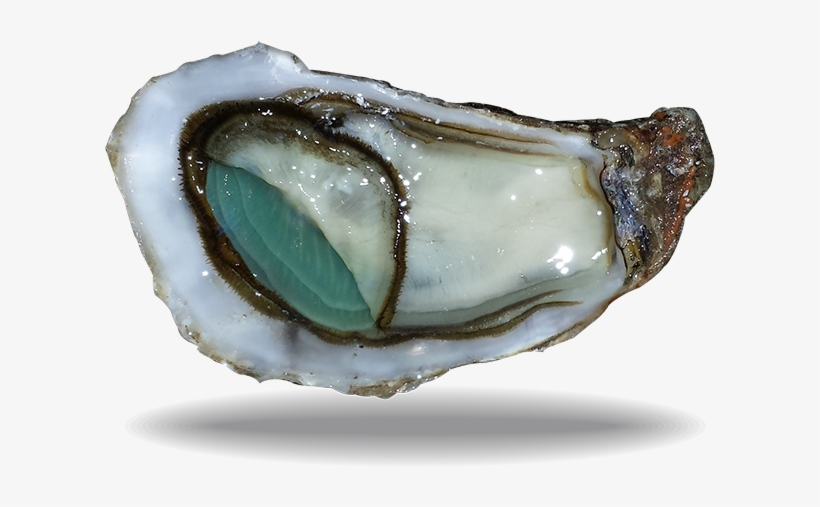 Huître Emeraude - Huitre Emeraude, transparent png