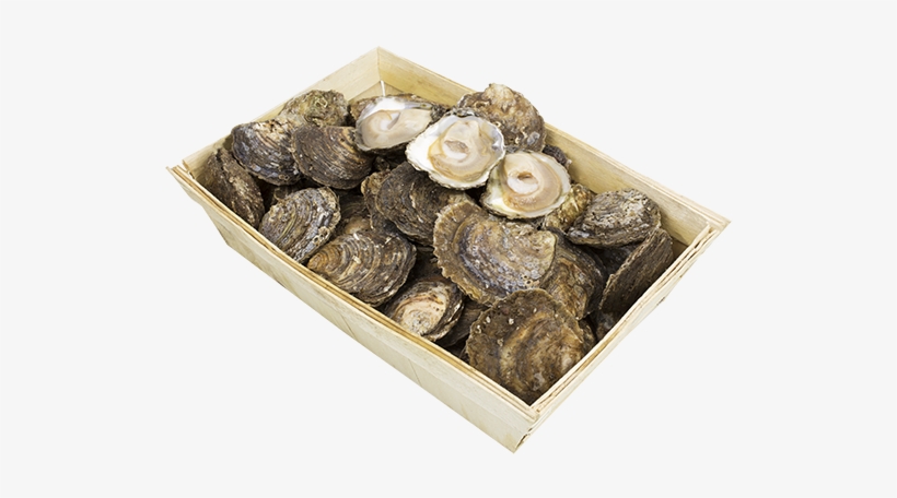 Click Here For Official Seachoice Assessment Information - Tiostrea Chilensis, transparent png