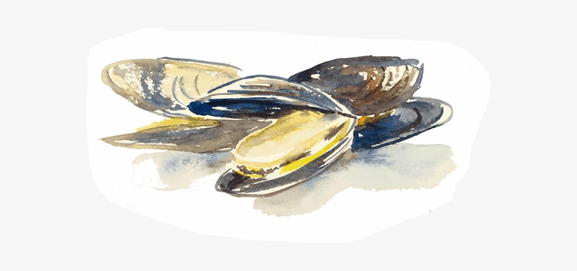 Best Fresh Oysters Seafood - Illustration, transparent png