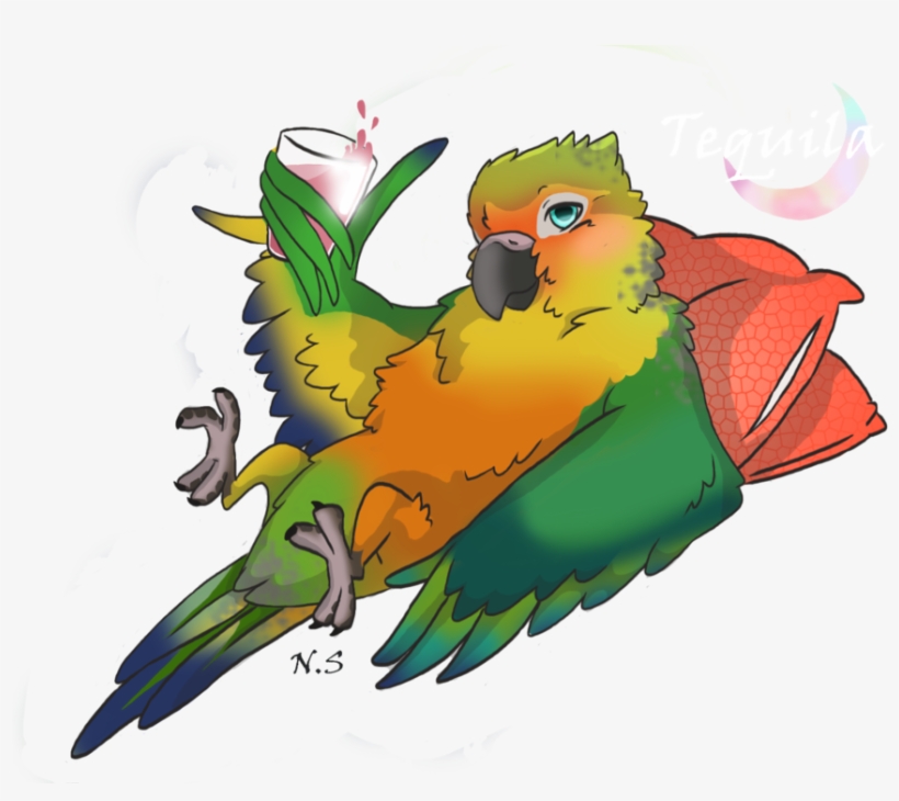 Clip Art Royalty Free Stock Tequila By Nonoloup On - Sun Conure Cartoon Drawing, transparent png