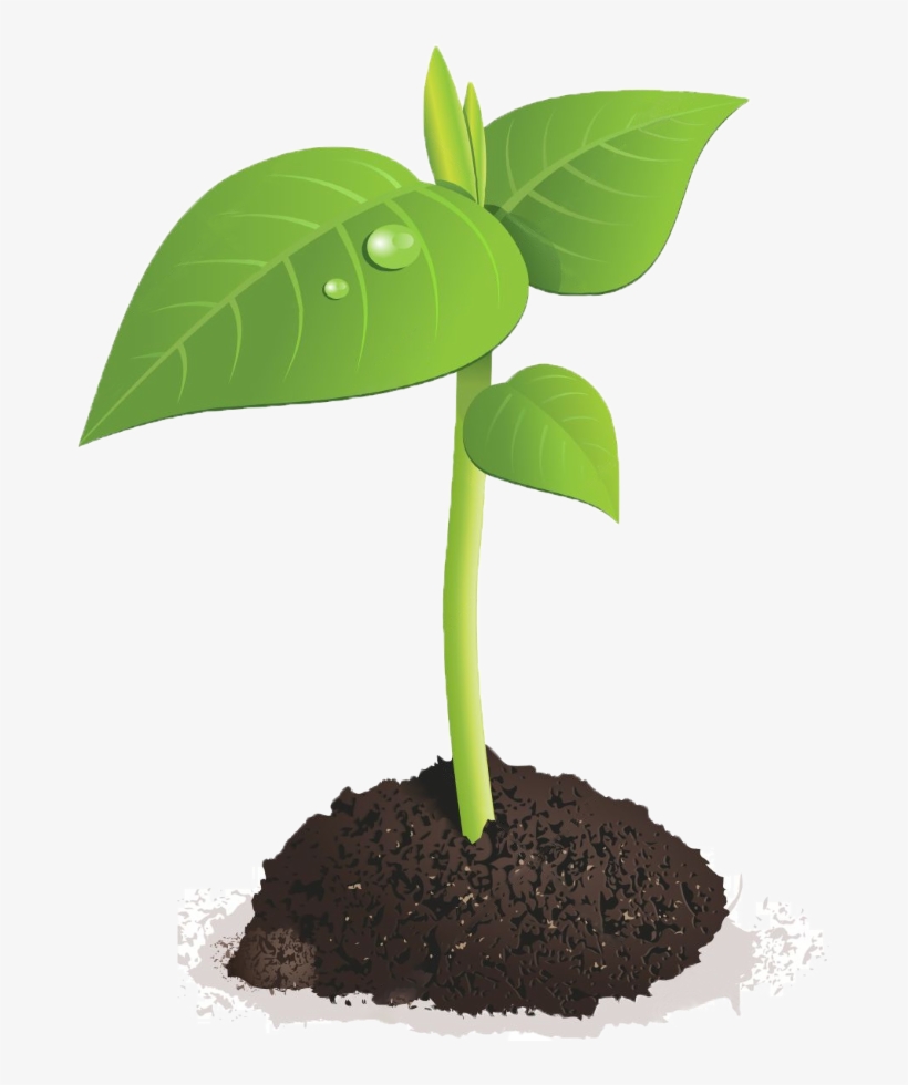 Sprout Club - Green Sprout Png, transparent png