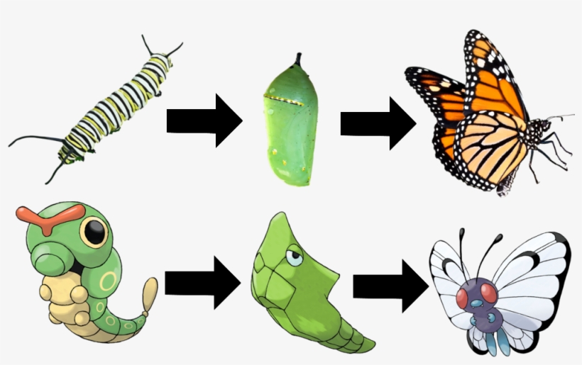 One Of The Biggest Difference Between Metamorphosis - Monarch Butterfly Ornament (oval), transparent png