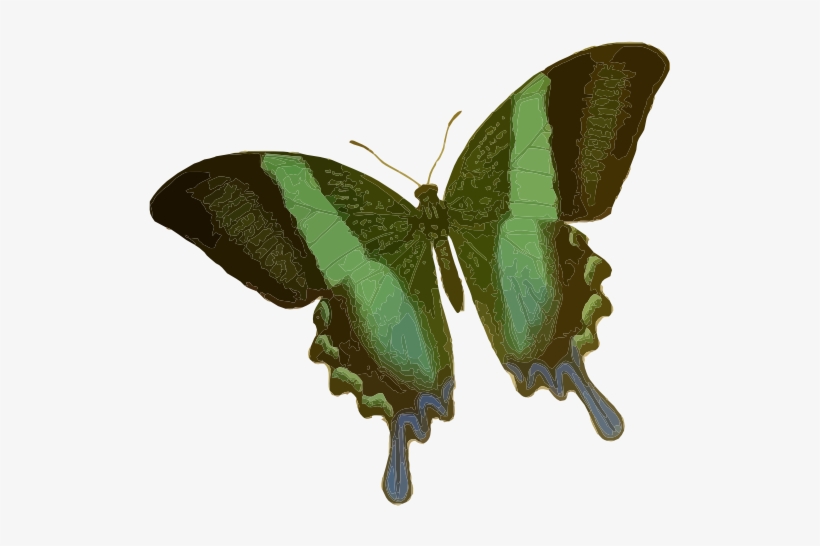 Papilio Blumei Butterfly Insect Borboleta Inseto Mariposa - Green Butterfly Shower Curtain, transparent png