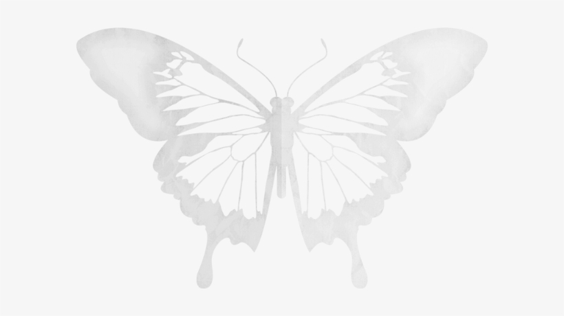 Butterfly, transparent png