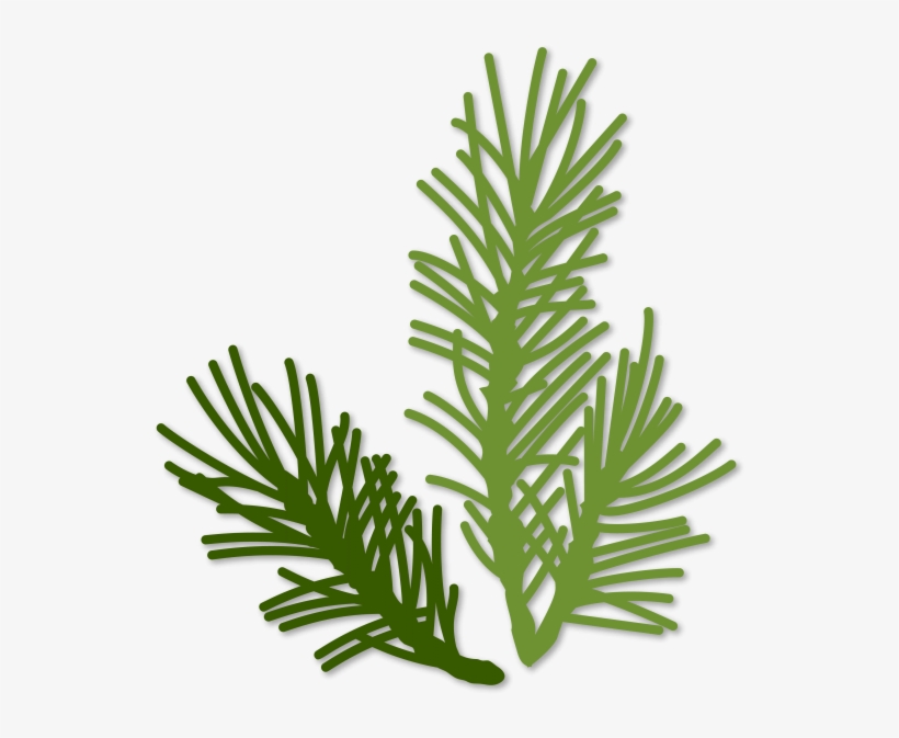 Evergreen Sprigs - Portable Network Graphics, transparent png