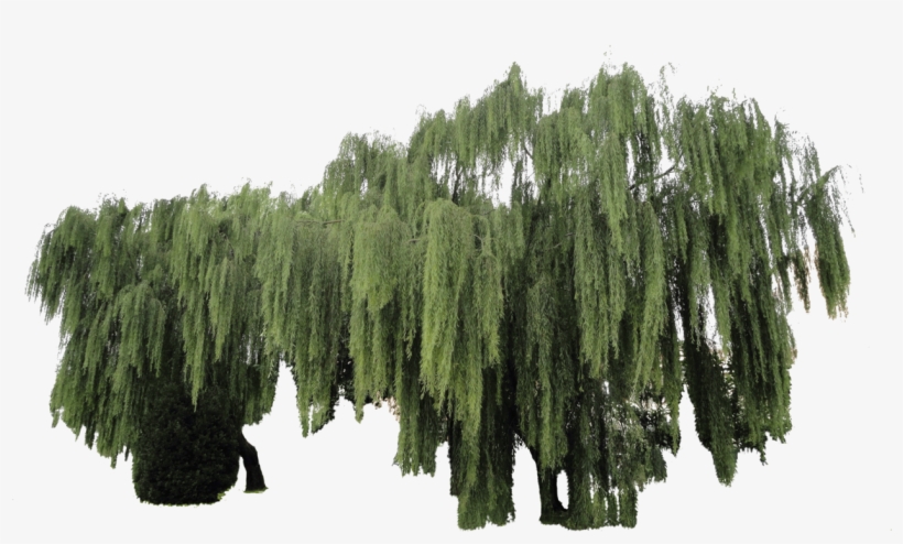 Weeping Willow Plant Cut-out By Simbores - Weeping Willow Png, transparent png