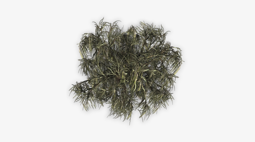 17 294k Tree A 06 Feb 2009 - Grass, transparent png