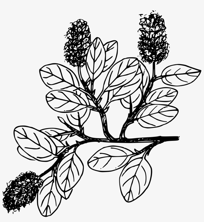 This Free Icons Png Design Of Snow Willow, transparent png