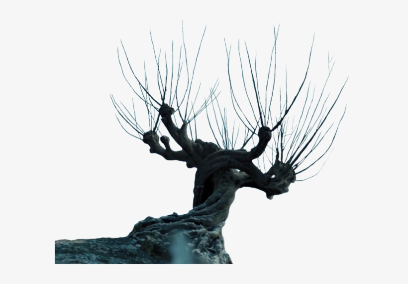 Гремучая ива гарри поттер рисунок