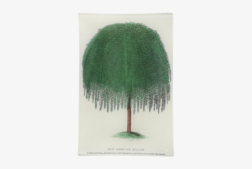 New American Willow - Red Pine, transparent png