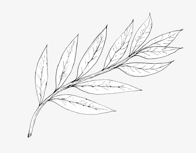 Willow - Portable Network Graphics, transparent png