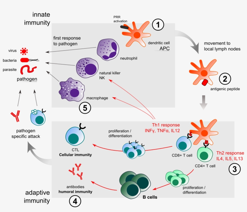 Innate Immunity Adjuvant Action - Vaccine Response, transparent png