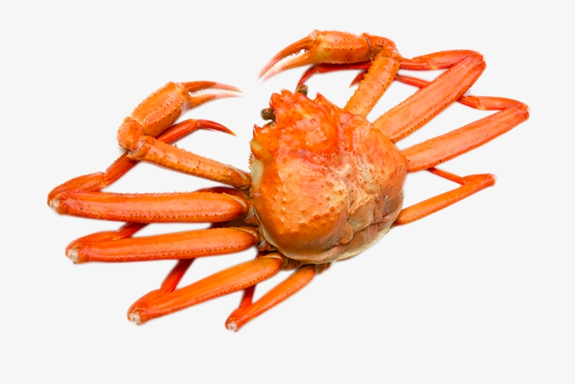 Opilio - Horsehair Crab, transparent png