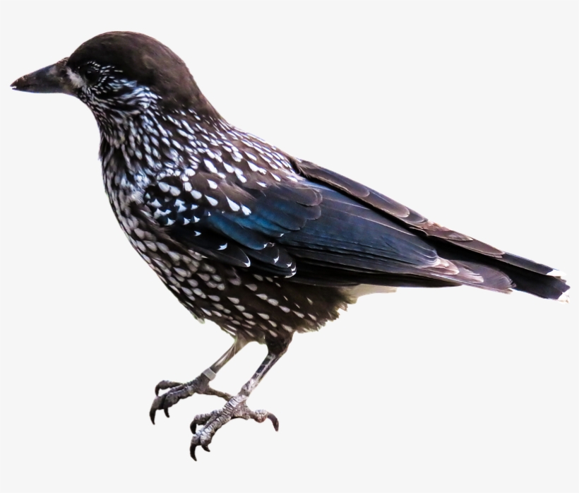 Peel N Stick Poster Of Raven Bird Isolated Nutcracker - European Starling No Background, transparent png