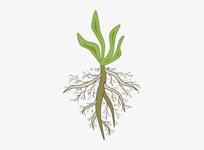 Are You In The Pursuit Of Root - Root Cause Analysis, transparent png