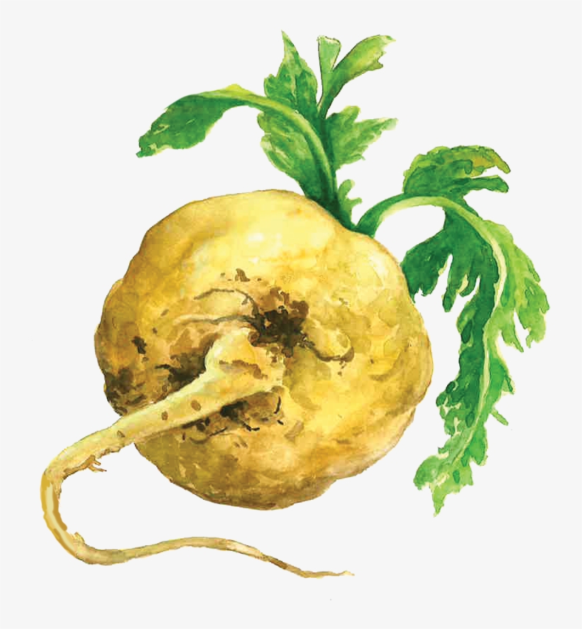 Maca Root - Maca, transparent png