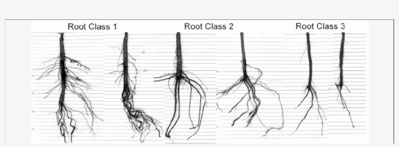 Examples Of Oregon White Oak Seedlings That Were Classified - Root, transparent png
