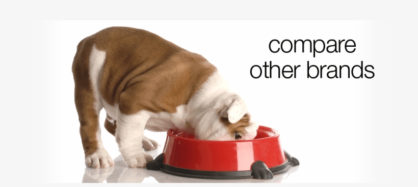 Dog Food Compare - Role Of Probiotics In Animals, transparent png
