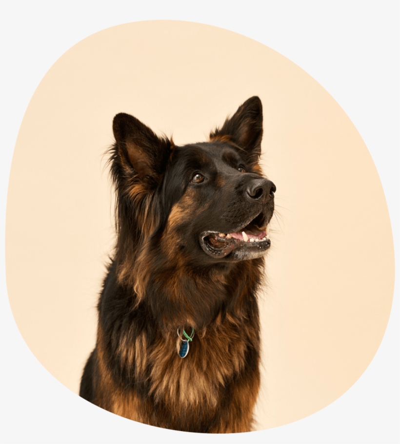 Is The Pet Food Senate Inquiry Right Our Take On It - Old German Shepherd Dog, transparent png