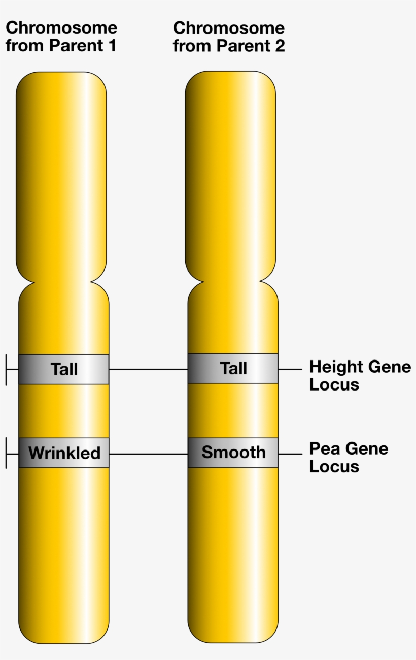 Gene Loci And Alleles - Allele, transparent png