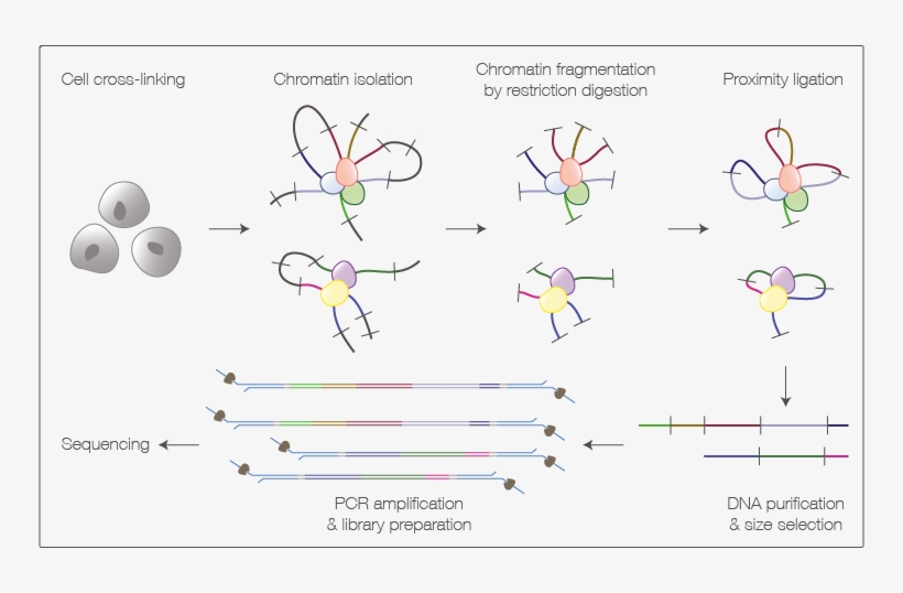 1 Pore-c Laboratory Workflow - Diagram, transparent png