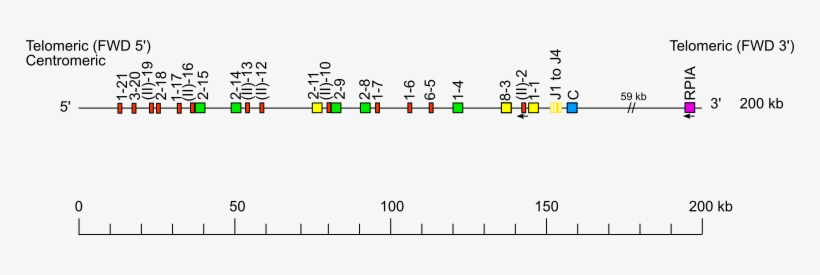 Locus Representation Goat Igk, transparent png