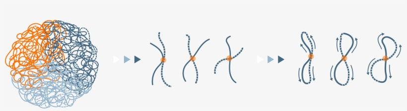 Fragmented Loci Are Then Biotinylated And Proximity - Ink, transparent png