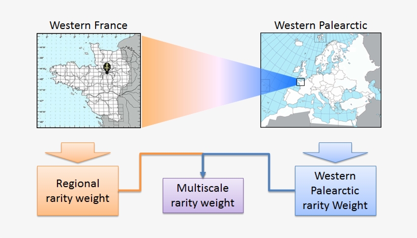 Example Of Calculation Of Multiscale Rarity Weights - Calculation, transparent png