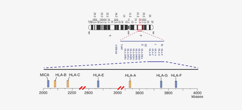 The Mica Gene Spans A 11,720 Bp Stretch Of Dna Was - Chromosome 6p21 3, transparent png