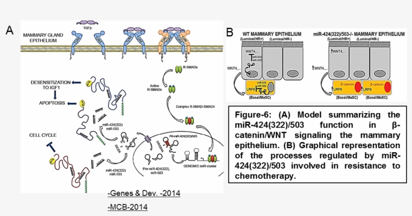 Picture2 - Diagram, transparent png
