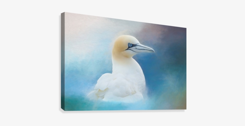 Northern Gannet Ver2 Canvas Print - Northern Gannet, transparent png
