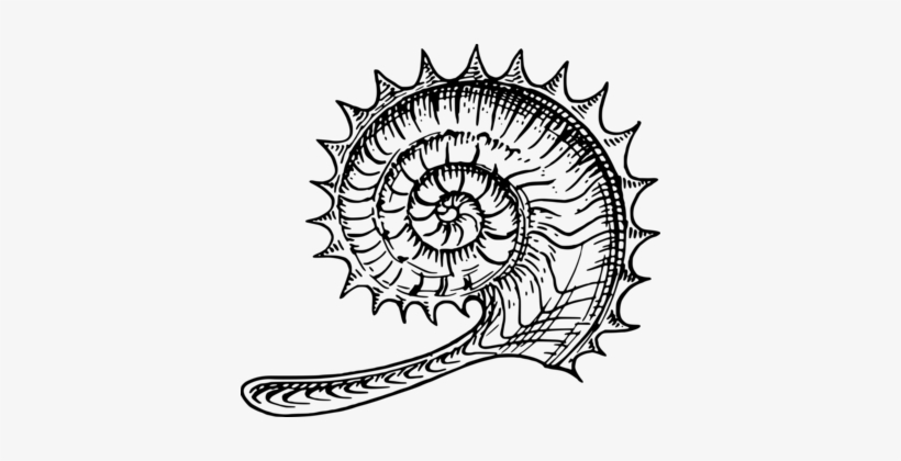 Ammonites Fossil Nautilidae Seashell Line Art - Ammonite Art, transparent png