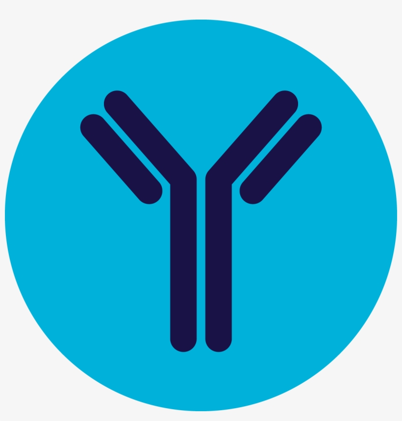 Crysvita Is An Antibody That Helps Restore The Balance - Antibody, transparent png