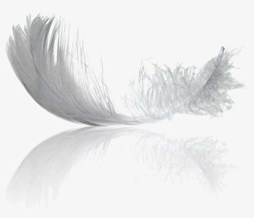 Feathers Pet Hotel - Small Feather, transparent png