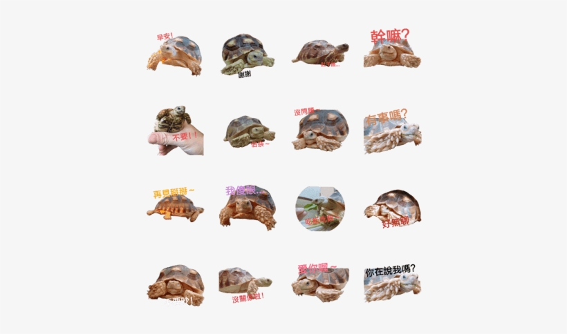Cute Turtle Life - Boar, transparent png
