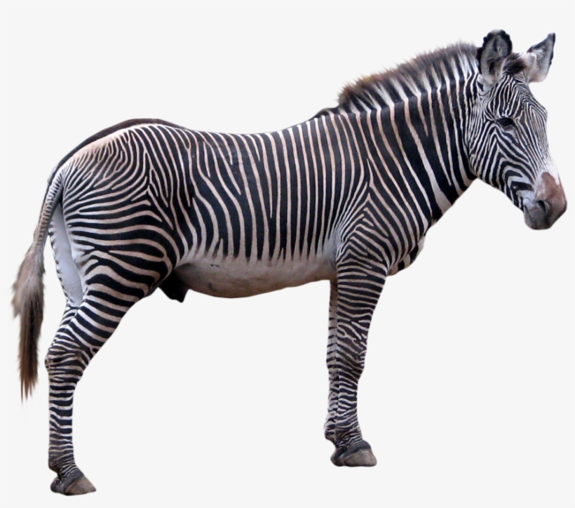 Download Png Image Report - Zebra Png, transparent png